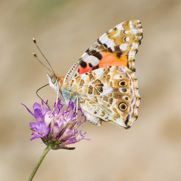 istock Painted lady butterfly sitting on purple flower 1332353713