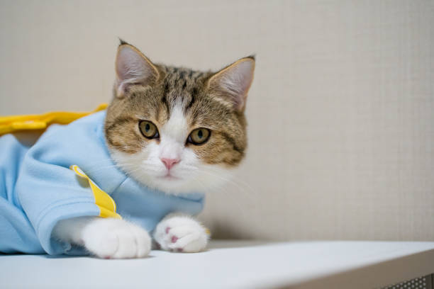 istock scottish cat clothing blue shirt with copy space background 1332354575