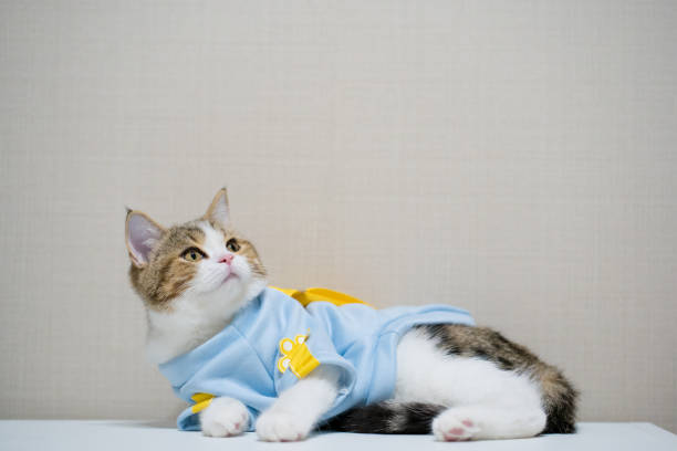 istock scottish cat clothing blue shirt with copy space background 1332354687