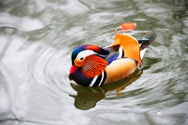 istock A Mandarin Duck in a Park, Heilbronn, Germany 1332354706