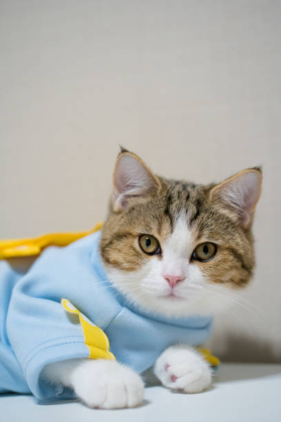 istock scottish cat clothing blue shirt with copy space background 1332355141