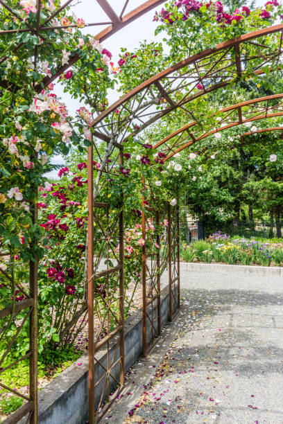 istock Rose Garden Arbors 4 1332355780
