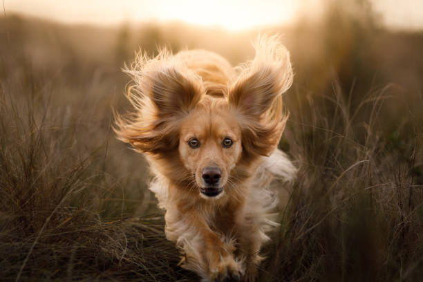 istock Beautiful dog running in the meadow 1332356177