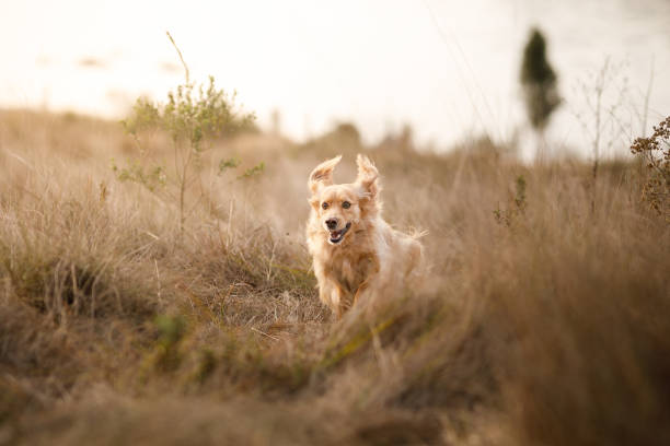 istock Dog running outdoors 1332356186