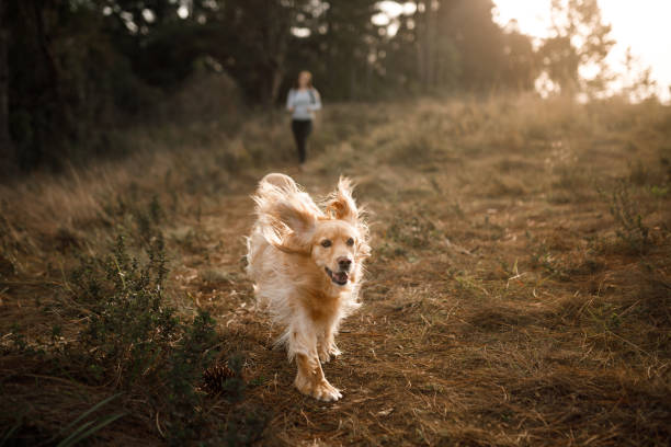 istock Happy dog running with his owner 1332356282
