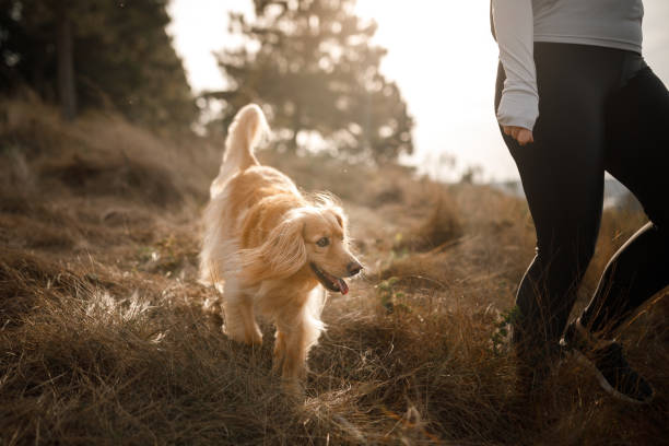 istock Cute Dog following his owner 1332356297