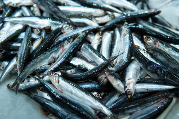 frischer fisch auf einem traditionellen lebensmittelmarkt, ein haufen sardellen. - fish fish market catch of fish market stock-fotos und bilder