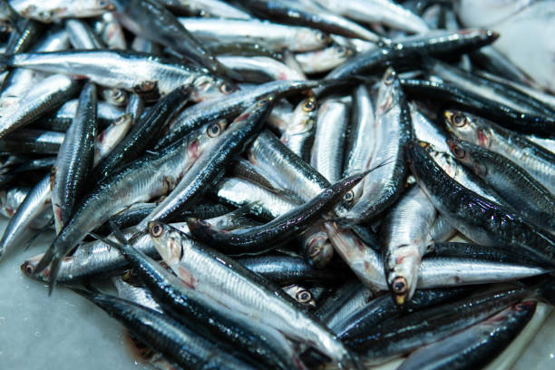 pescado fresco exhibido en un mercado de alimentos tradicionales, un montón de anchoas. - catch of fish seafood freshness fish fotografías e imágenes de stock