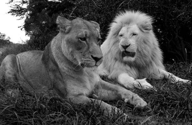 istock lion male and female 1332357422