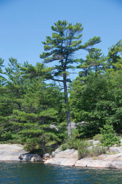 istock Pine tree and Granite shore,Georgian Bay 1332357718