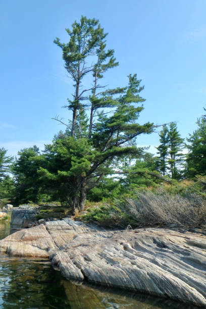 istock Windswept Pine and Granite ShoreGeorgian Bay 1332357751