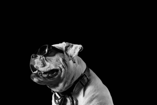 American Bulldog posing with sunglasses looking away