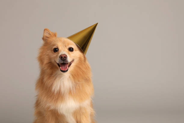 istock Cute dog with party hat on light grey background, space for text. Birthday celebration 1332359622