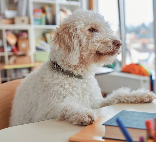 istock Happy dog student is sitting in elementary school classroom and preparing to lessons 1332359708