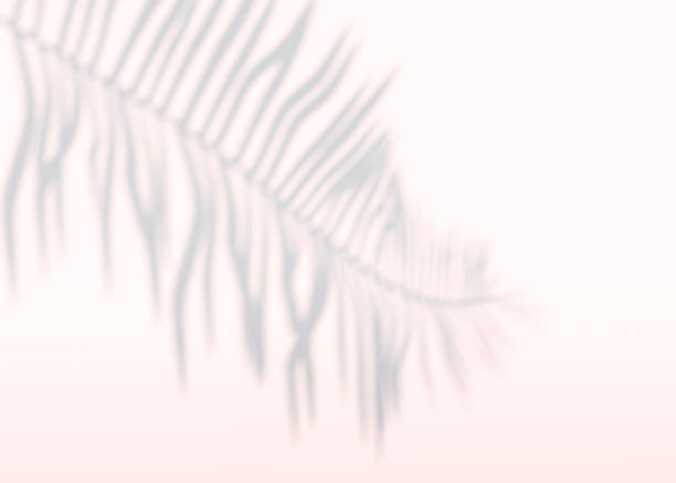 istock Abstract background of shadows palm leaves on a wall. 3d rendering. 1332361700