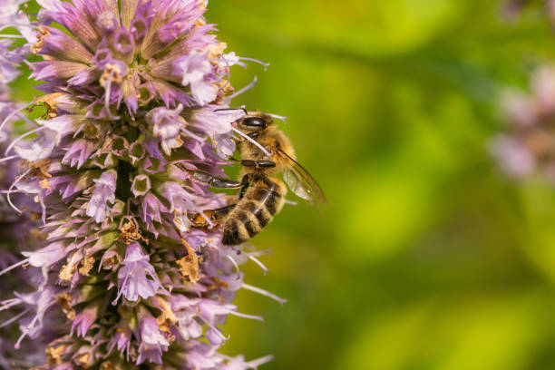 Western Honeybee on Anise Hyssop Flowers stock photo