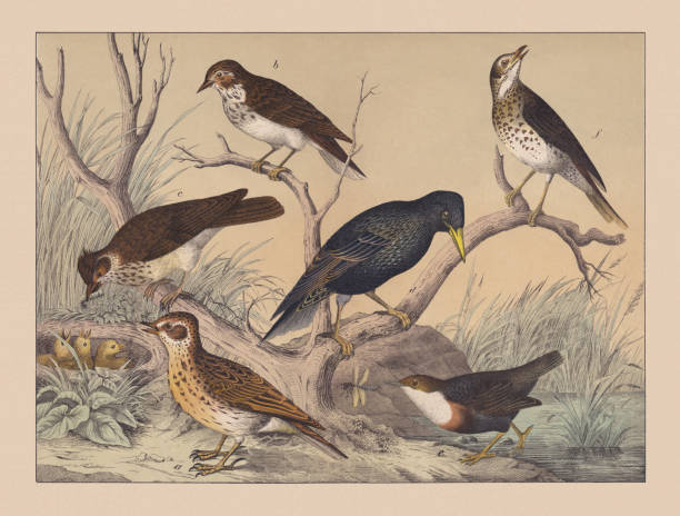 Songbirds (Passeriformes), hand-colored chromolithograph, published in 1882 Songbirds (Passeriformes): a) Eurasian skylark (Alauda arvensis); b) Woodlark (Lullula arborea); c) Crested lark (Galerida cristata); d) Common starling (Sturnus vulgaris); e) White-throated dipper (Cinclus cinclus); f) Song thrush (Turdus philomelos). Hand-colored chromolithograph, published in 1882. alauda stock illustrations