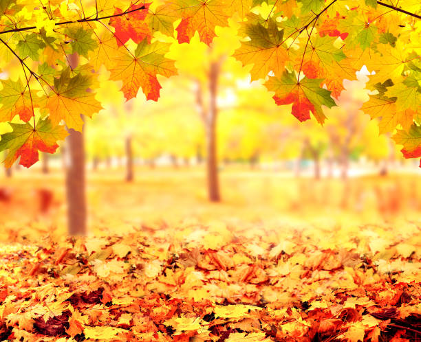 istock Maple leaves on sunny beautiful nature autumn background 1332362806