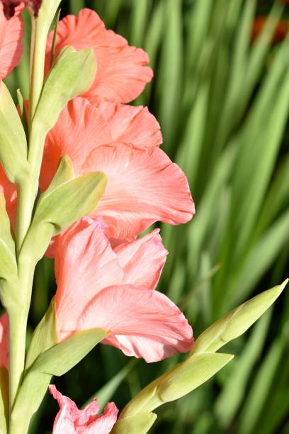 istock Light pink gladioli on a bush in summe 1332363121