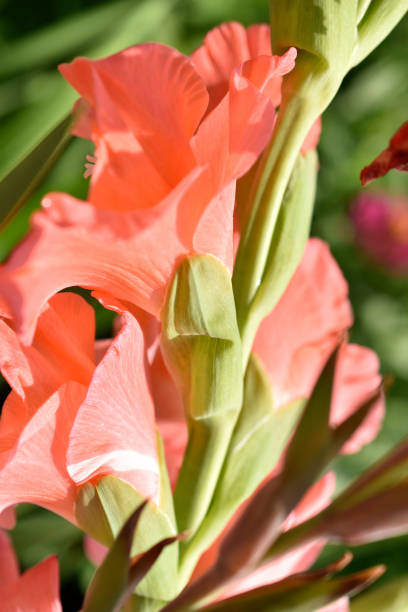 istock Light pink gladioli on a bush in summe 1332363356