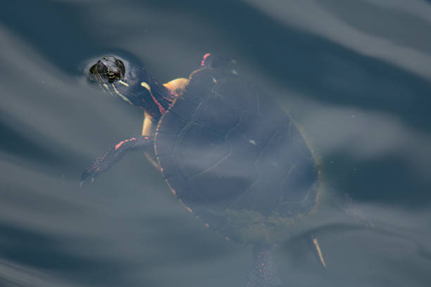 istock Turtle swimming in the water 1332363359