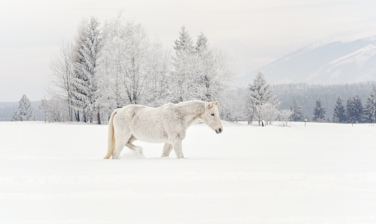 White horse standing on snow field, side view, blurred trees in background
