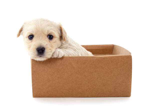 istock One little dog in the box. 1332364261