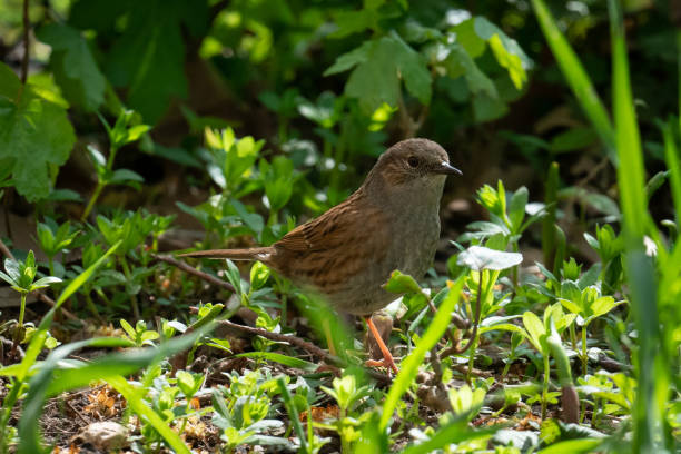 istock Bird in the undergrowth in the garden. 1332366329