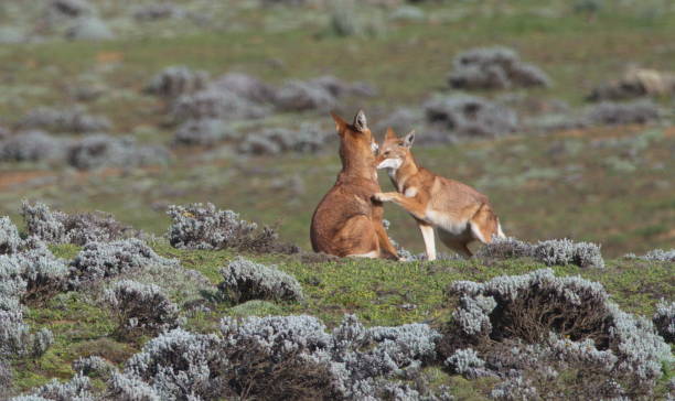 Closeup portrait of two wild and endangered Ethiopian Wolf (Canis simensis) play fighting together, Bale Mountains National Park, Ethiopia. stock photo