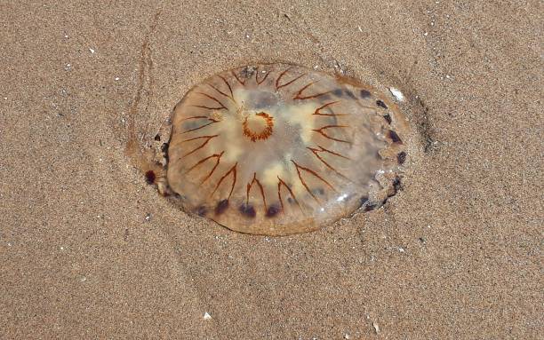 istock Chrysaora hysoscella / Compass Jellyfish Washed Up On The Beach 1332368838
