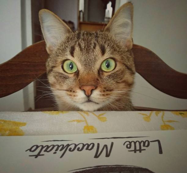 istock Funny cat sitting at the table waiting for food 1332370162