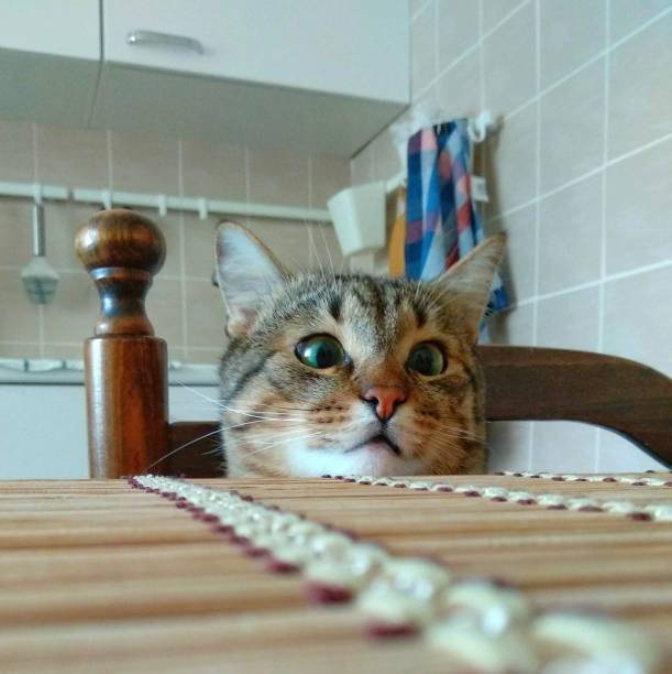 Cat peering over edge of a table - fotografia de stock