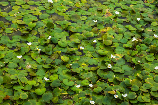 istock green plant on the water surface 1332371278