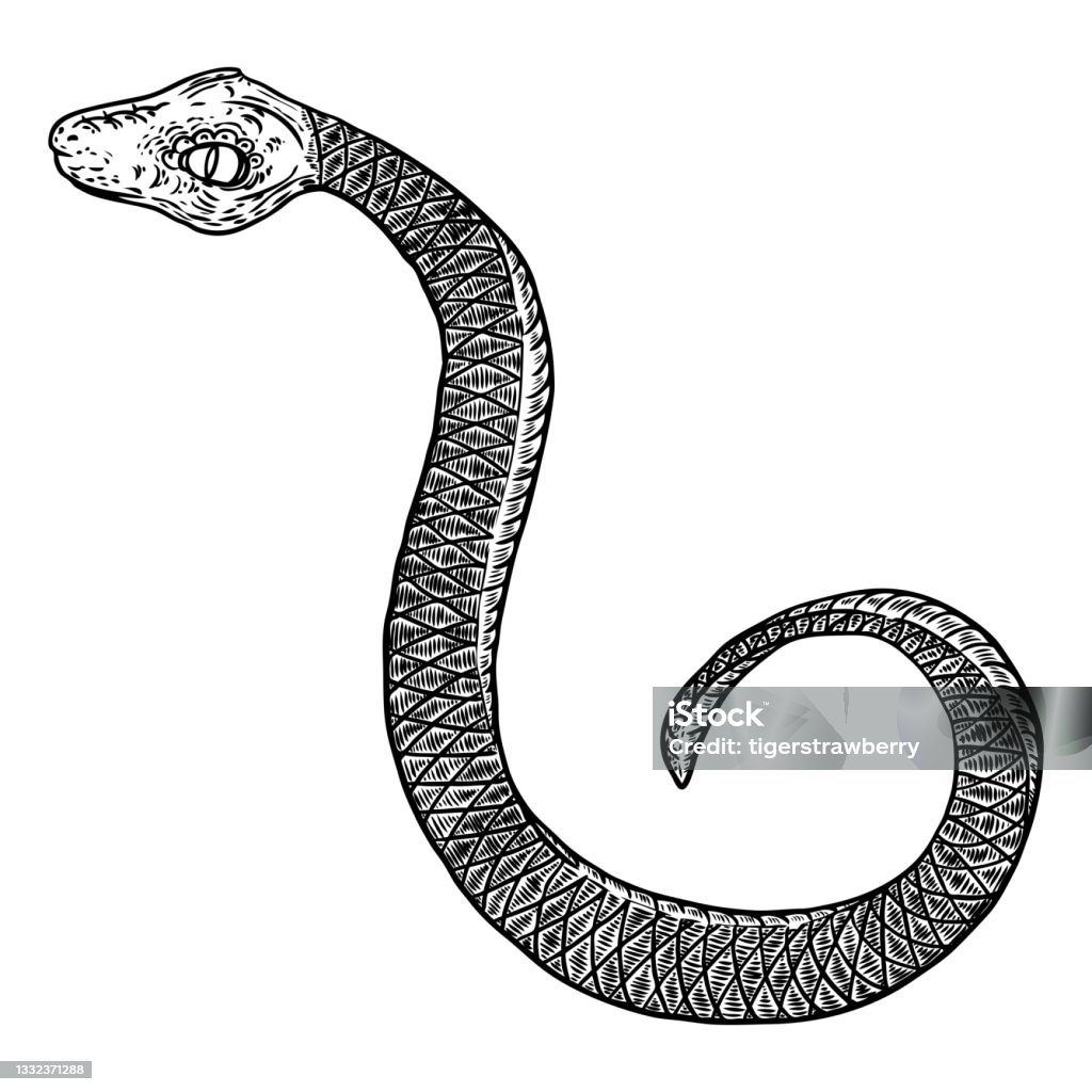 Rắn Vẽ Minh Họa Con Rắn Đen Bị Cô Lập Trên Một Thiết Kế Hình Xăm ...