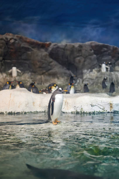 istock Gentoo penguin (Pygoscelis papua) with orange beak and legs 1332371370