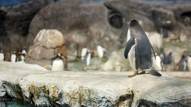 istock Gentoo penguin (Pygoscelis papua) with orange beak and legs 1332371379