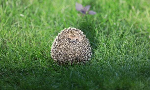 istock hedgehog in its natural environment, on green grass. 1332371622