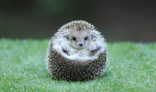 istock hedgehog in its natural environment, on green grass. 1332372317