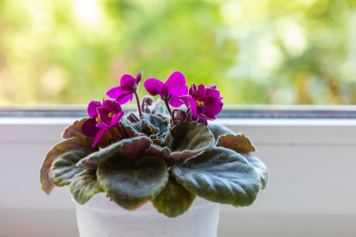 Blooming purple saintpaulia in a white pot on a windowsill against a background of greenery