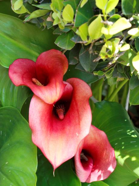 istock natural flowers for garden decoration 1332372510