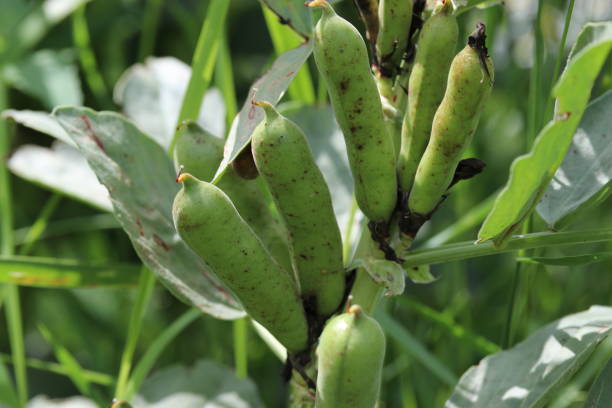 istock field beans at a plant closeup in the fields 1332373985