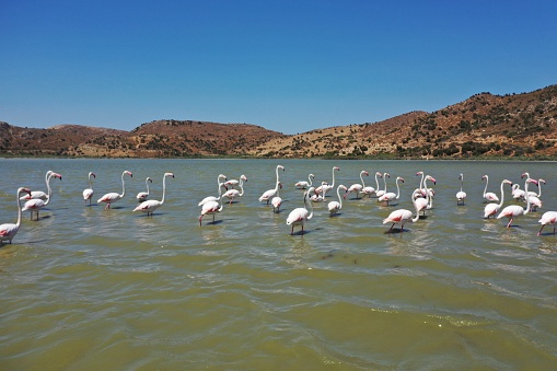 flamingo birs in Bafa lake in Turkey