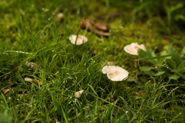 istock Poisonous toadstool mushrooms in a forest glade in green grass 1332374815