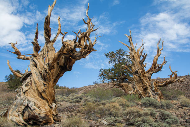 sosny sosnowe - twisted tree california usa zdjęcia i obrazy z banku zdjęć