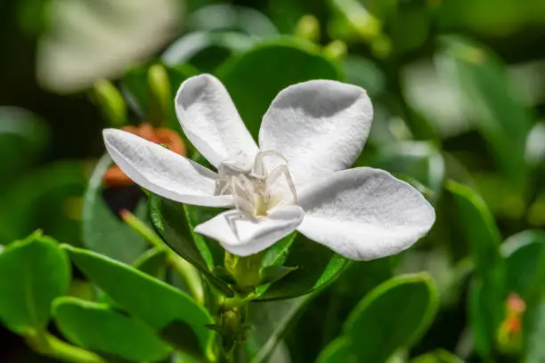 Floral white spider on a white flower.Under the sun. close up