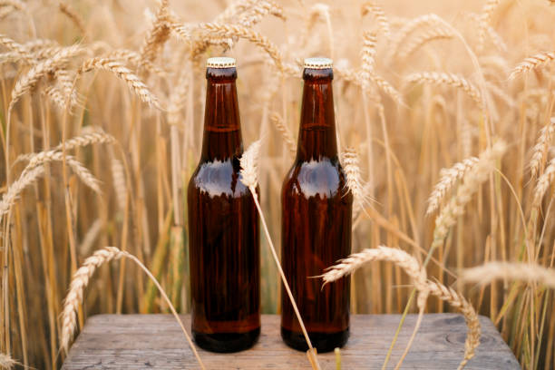 butelki ciemnego piwa stoją na polu wśród upraw zbożowych jęczmienia - brewery beer barley cereal plant zdjęcia i obrazy z banku zdjęć