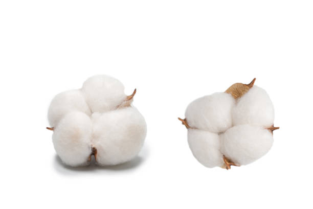istock Cotton flower branch isolated on white background. 1332378787