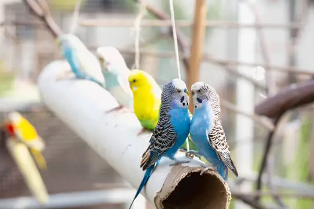 Two budgerigars are sitting on a selfmade swing, made of an old cardboard tube in an outdoor aviary, they are kissing each other, it is a nice day in summer