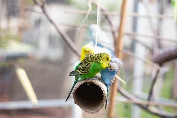 istock Two budgerigars sitting together  and kissing on a selfmade swing  in aviary 1332378831