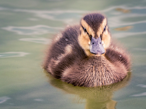 A duckling swimming in lake.